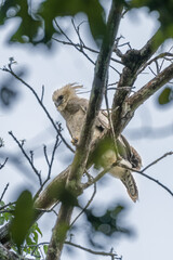 Harpy eagle (Harpia harpyja), Captive animal, Panama Central America Venezuela.