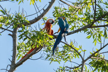 Ara ararauna. Blue-yellow macaw parrot portrait. Ara macaw parrot and Ara macao.