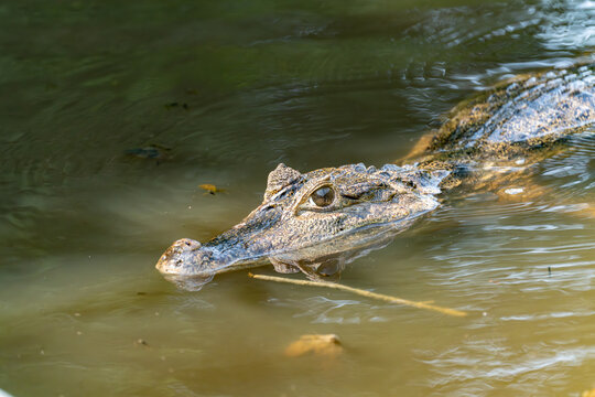 Black kajman Melanosuchus niger south america