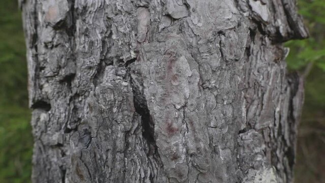 una bella corteccia di conifera in primo piano ed un bosco sullo sfondo, in montagna nelle dolomiti