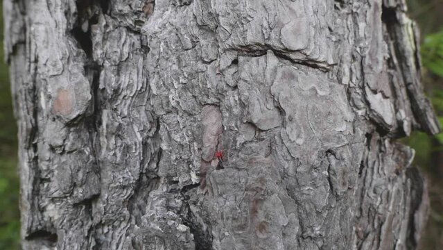 una bella corteccia di conifera in primo piano ed un bosco sullo sfondo, in montagna nelle dolomiti