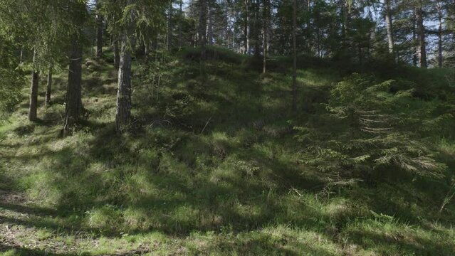 un bel bosco di pini e abeti all'alba, illuminato dal sole in primavera nelle dolomiti 