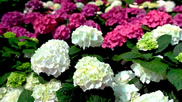 White flower Hydrangea macrophylla