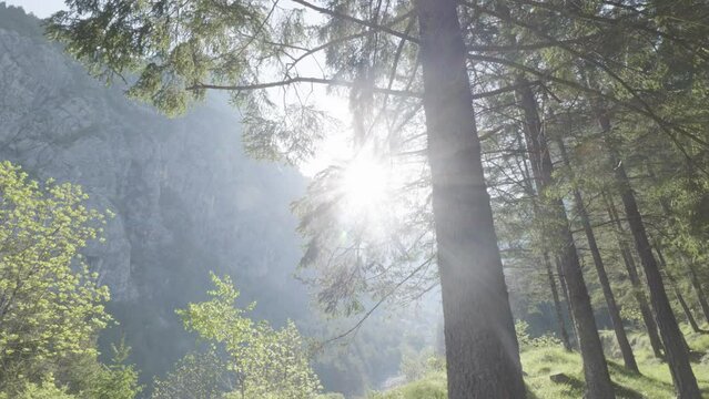 un bel bosco di pini e abeti all'alba, illuminato dal sole in primavera nelle dolomiti 