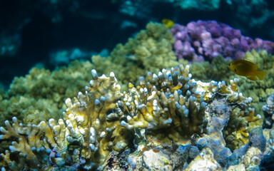 Fototapeta na wymiar amazing corals in clear sea water during diving in egypt macro