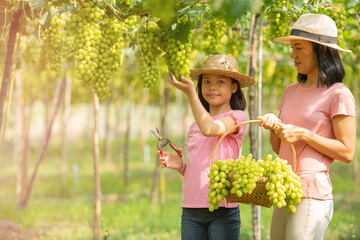 happy asian family traveling backpacker, Mother and daughter traveler standing in beautiful vineyards in autumn harvest with freshly grapes. vineyards at sunset in autumn harvest. ripe grapes in fall.