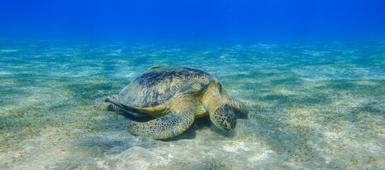 Obraz na płótnie Canvas amazing green sea turtle eating seagrass in clear deep blue water in egypt panorama