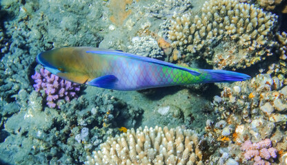 colorful daisy parrotfish hovering over corals in egypt