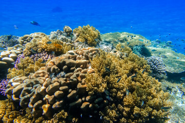 colorful reef with corals and fishes in blue sea water at diving in egypt