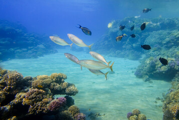 Fototapeta na wymiar diving between different fishes and colorful corals in clear water on vacation