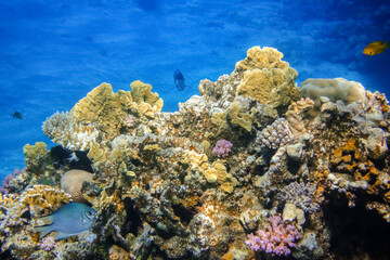 Naklejka na ściany i meble different fragile colorful corals with deep blue water and fishes