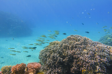 lot of little fishes at the coral reef in deep blue water during diving