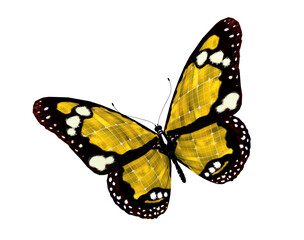 Yellow solar butterfly