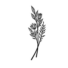 Fototapeta premium Hand-Drawn Botanical and Floral Designs