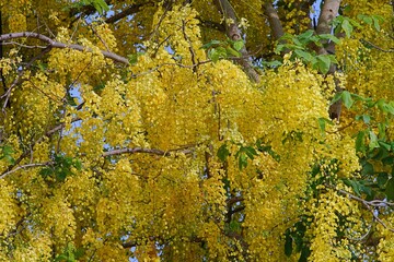 Yellow flowers of Golden Shower on the tree in the morning at the public park.A flower is a symbol in the Songkran festival of Thailand.