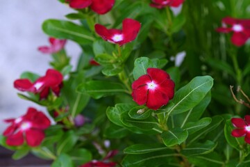 Red Watercress flowers are growing in a pot on the morning in the garden with selective focus.An ornamental and medicinal plant on source of the drugs vincristine for used to treat cancer.