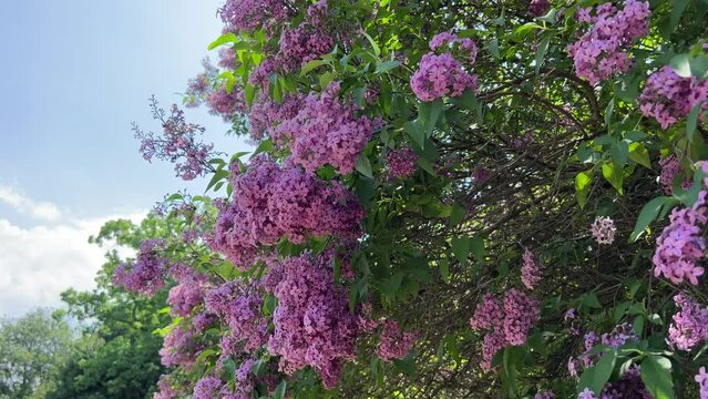 Lilac flowers in the garden.