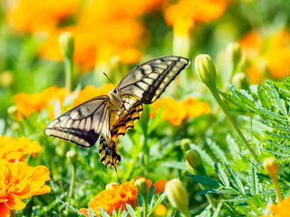 キアゲハの飛翔