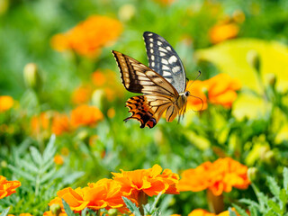 キアゲハの飛翔