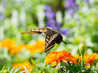 キアゲハの飛翔