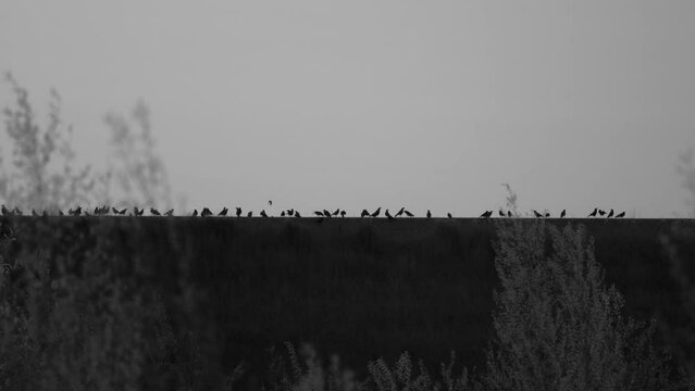 Black and white video of murder of crows on a levee 