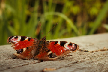 Fototapeta na wymiar Schmetteling - Nahaufnahme - Tagpfauenauge - Falter - Aglais io - Butterfly - Beautiful - Close Up