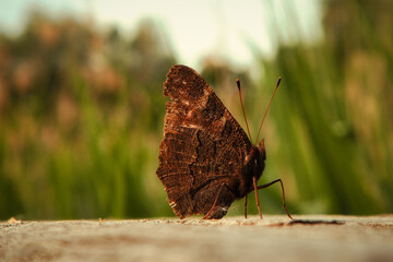 Schmetteling - Nahaufnahme - Tagpfauenauge - Falter - Aglais io - Butterfly - Beautiful - Close Up