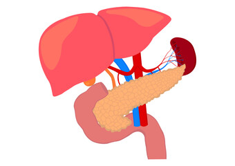 膵臓と十二指腸と肝臓と脾臓の臓器 - obrazy, fototapety, plakaty