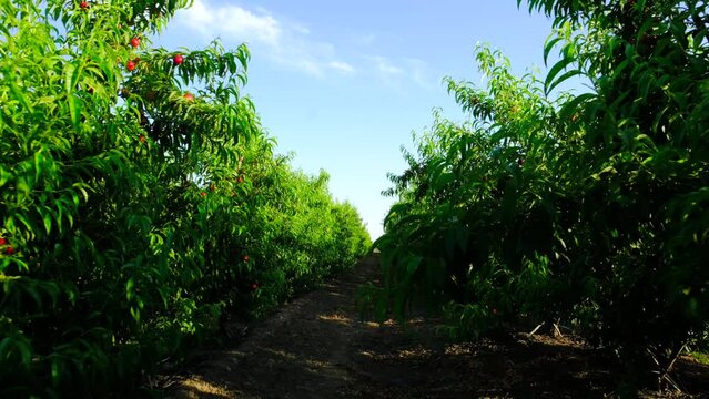 row tree orchard forward camera shoot