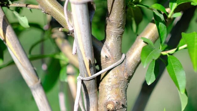 grafted tree branches close up