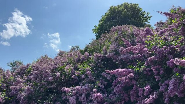 Lilac lush blossom pink purple flowers and chestnut tree  against blue sky.