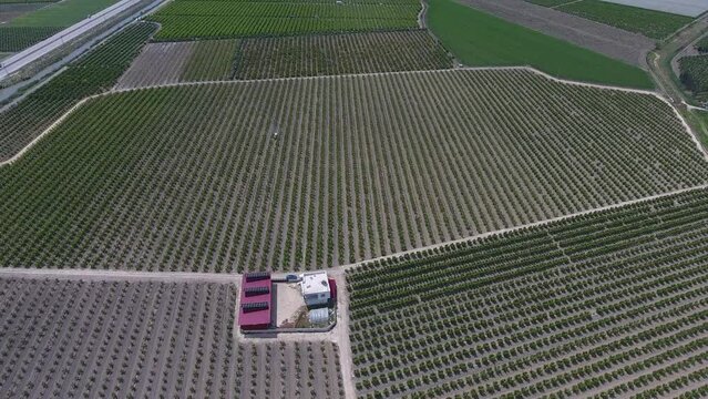 Drone row tree orchard picking drone camera shot from above