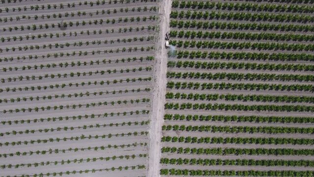 row tree orchard spray drone camera shot from above