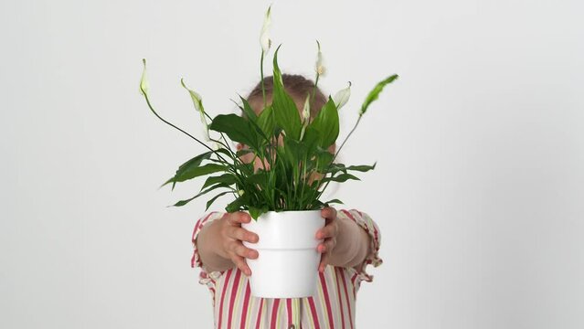 Spathiphyllum flower in hands. Houseplant on the girl's outstretched arms. Blooming flower in the foreground on an isolated white background
