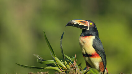 close up of a collared aracari  perched on a tree branch