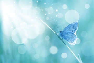 Motyl modraszek na trawie na jasnym tle, biały bokeh © Elżbieta Kaps