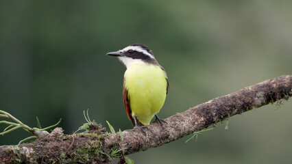 Fototapeta premium front view of a great kiskadee perching on a branch