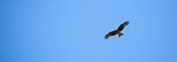 Eagle in flight against the blue sky.
