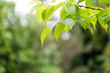 Fototapeta na wymiar Fresh and green leaves background