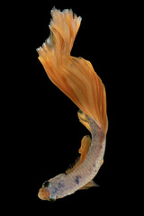 Vertical picture of beautiful betta fish's yellow color stands out vividly against the dark backdrop creating a captivating visual contrast that enhances its inherent beauty.