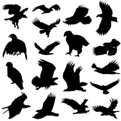 Eagle icon transparent png