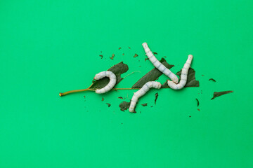 Group silkworms eating mulberry leaf