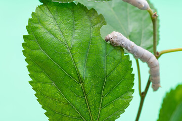 Two silkworms eating mulberry leaves