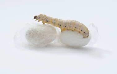 Silkworm make cocoon on white background