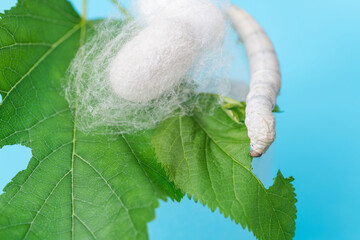 Silkworm make cocoon on green mulberry leaf