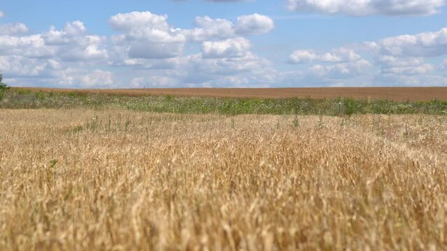 Golden wheat field on the background of blue sky with beautiful white clouds. Agricultural land goes beyond the horizon - amazing summer landscape. Many spikelets of wheat, rye and oats in 4k 25FPS