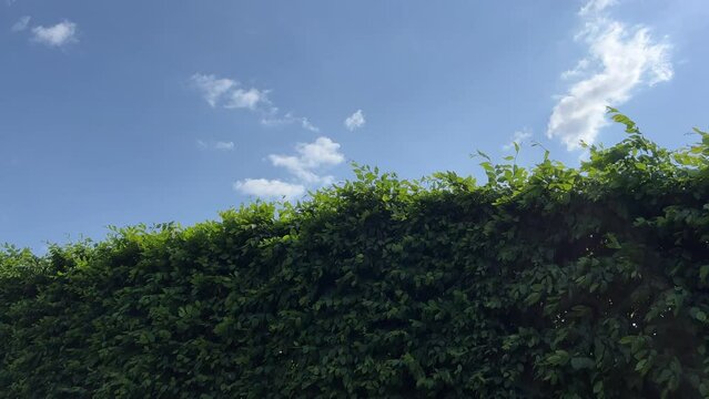 Green leaves tree hedge and blue sky.