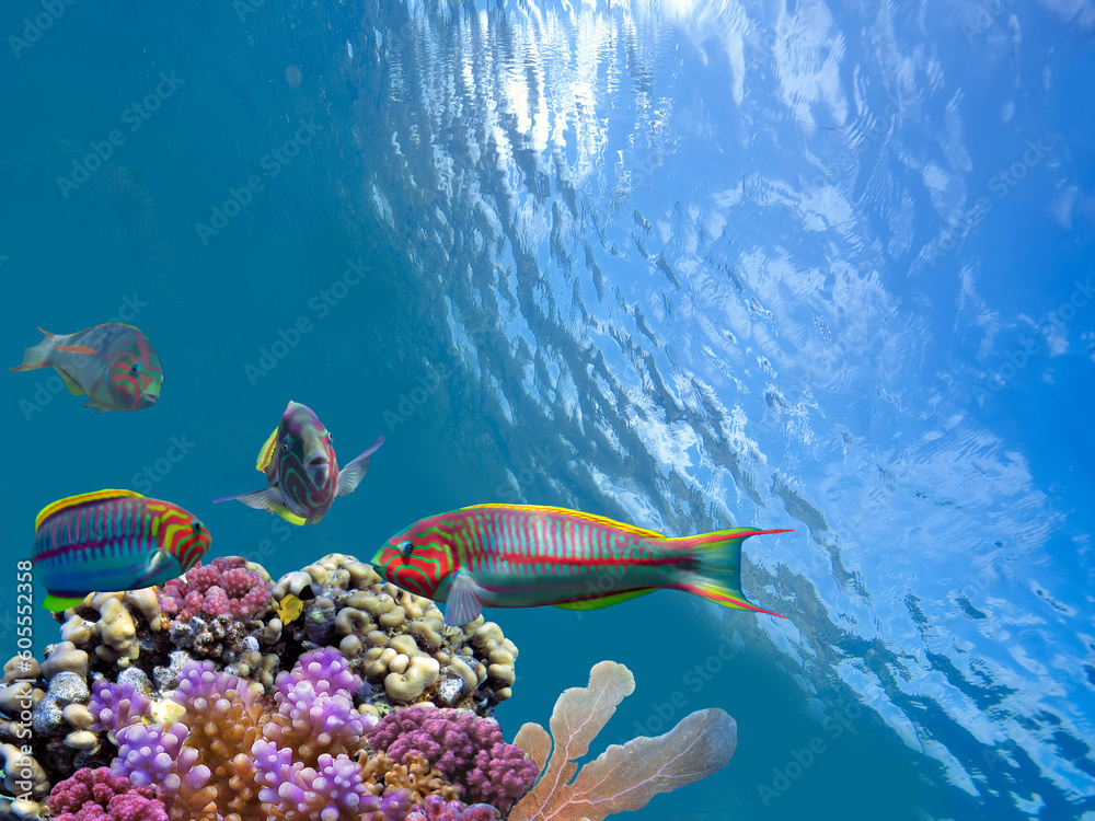 Wall mural School of beautiful fish on soft and hard coral in shallow water of the Red Sea.