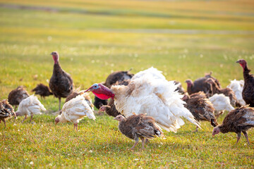 Turkeys walk on the grass in a green meadow in a pasture. Animal husbandry and agriculture in the mountains. Handsome male turkey close-up.