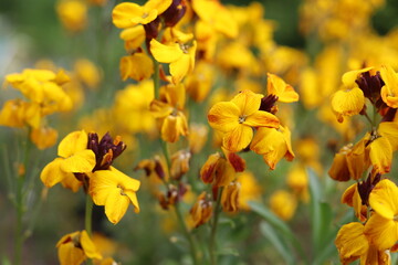 Obraz premium Spring flowers of Erysimum cheiri also known as the Wallflower.